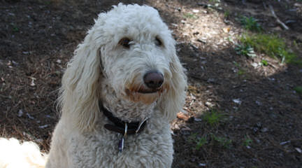 Snowy White English Golden Doodles - Dog Breeders