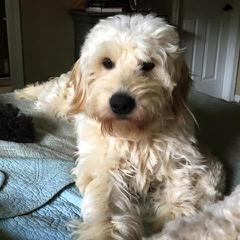 Pampered Paws Pet Massage/Golden Doodles - Dog and Puppy Pictures