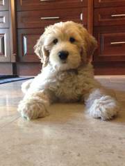 Miniature Goldendoodle Luxury Pets - Dog Breeders