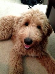 Utah Goldendoodles, Mini And Standard - Dog and Puppy Pictures