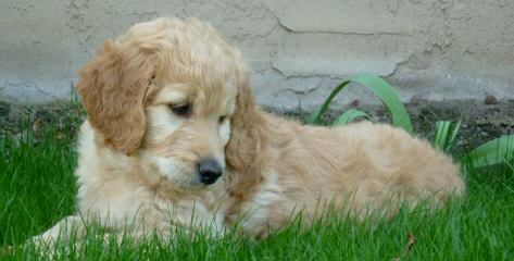 Goldendoodles of Utah - Dog and Puppy Pictures