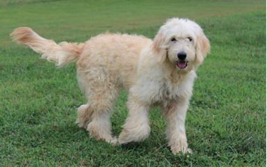 D & M GoldenDoodles - Dog Breeders