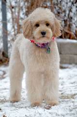 Paisley’s Puppies  Goldendoodles F1b Litter - Dog Breeders