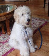 Doodles By Donna Top Quality F1 & F1b Goldendoodles - Dog Breeders