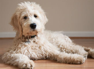 Miller’s Georgeous Goldendoodles and Poodles - Dog Breeders