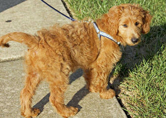 Four Paws Doodles Goldendoodles Available - Dog Breeders