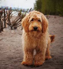 High Mesa Goldendoodles - Dog and Puppy Pictures