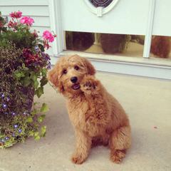 Adorable Goldendoodles - Dog and Puppy Pictures