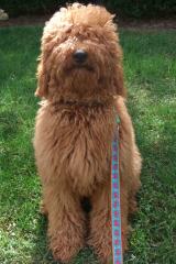 Doodle Darlings Goldendoodle - Dog Breeders