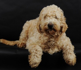 Goldendoodle and Comfort Retrievers From Timshell Farm - Dog Breeders