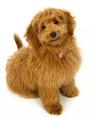 California: Mini/Petite/Toy/Micro Mini/Medium/Standard Goldendoodles - Dog and Puppy Pictures