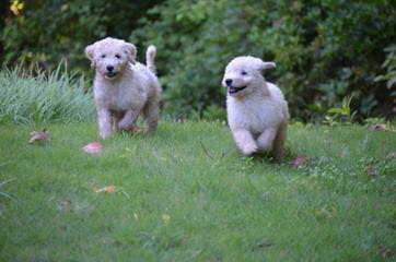 Carriage House Cockapoos & Goldendoodles - Dog Breeders