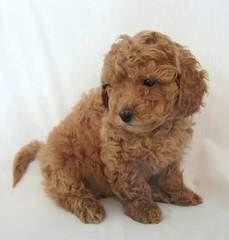 High Mesa Goldendoodles - Dog and Puppy Pictures