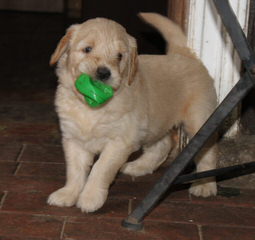 Akc Golden Retriever Puppies - Dog Breeders