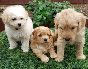 Blueridgepuppies Accepting Deposits For Englishcreme Goldendoodles And Toy Goldendoodles Ready - Dog and Puppy Pictures