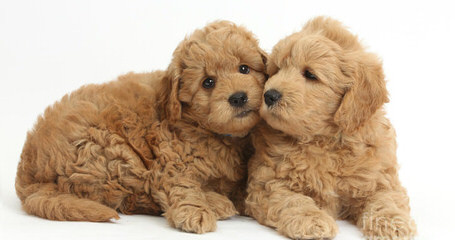 DeeCor Goldendoodles - Dog Breeders