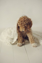 Guality F1 & F1b Goldendoodle Puppies For Sale - Dog and Puppy Pictures