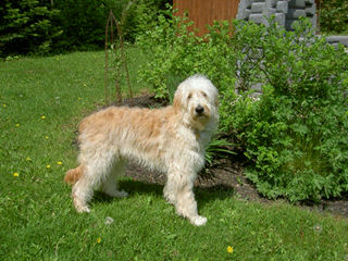 Loveable Doodles F1, F1b, F2b Standards & Minis Available - Dog Breeders