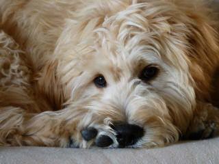 F1b Goldendoodle Puppies Are Here - Dog Breeders