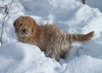 Spring Creek Labradoodles & Goldendoodles - Dog Breeders