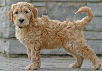 Doodle Heaven Goldendoodle - Dog and Puppy Pictures