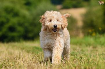 AZDESIGNERGOLDENDOODLES - Dog Breeders