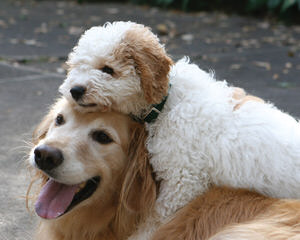 Sheepadoodle Puppies Goldendoodle - Dog Breeders