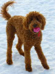 Miniature Goldendoodle Luxury Pets - Dog and Puppy Pictures