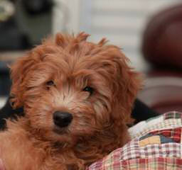 Del-Frunessa’s English & American Goldendoodles Specializing In English Teddy Bear Golde - Dog and Puppy Pictures