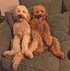 Mountain Made Labradoodles - Dog and Puppy Pictures