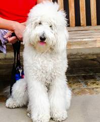 Smeraglia’s English Teddybeargoldendoodles Mini, F1b, Multi-Gen’s - Dog Breeders