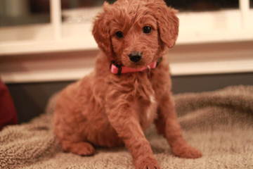 Doodles By Donna Top Quality F1 & F1b Goldendoodles - Dog Breeders