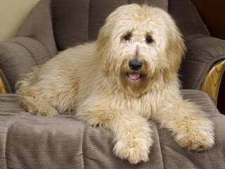 Fountain Falls Goldendoodles - Dog Breeders