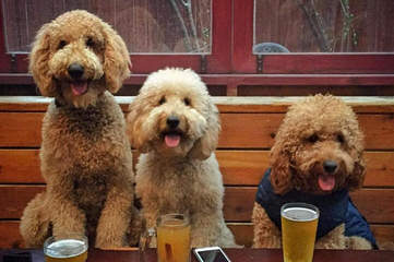 Goldendoodles - Dog Breeders