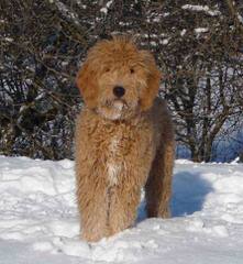 Mountain View Labradoodles And Goldendoodles - Dog and Puppy Pictures