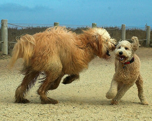 Del-Frunessa’s English & American Goldendoodles Specializing In English Teddy Bear Golde - Dog and Puppy Pictures