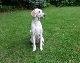 Blueridgepuppies Accepting Deposits For Englishcreme Goldendoodles And Toy Goldendoodles Ready - Dog and Puppy Pictures