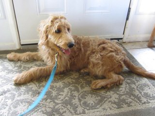 Doodles Of Williams Acres Specialize In English & American Mini Goldendoodles Available Pups - Dog Breeders