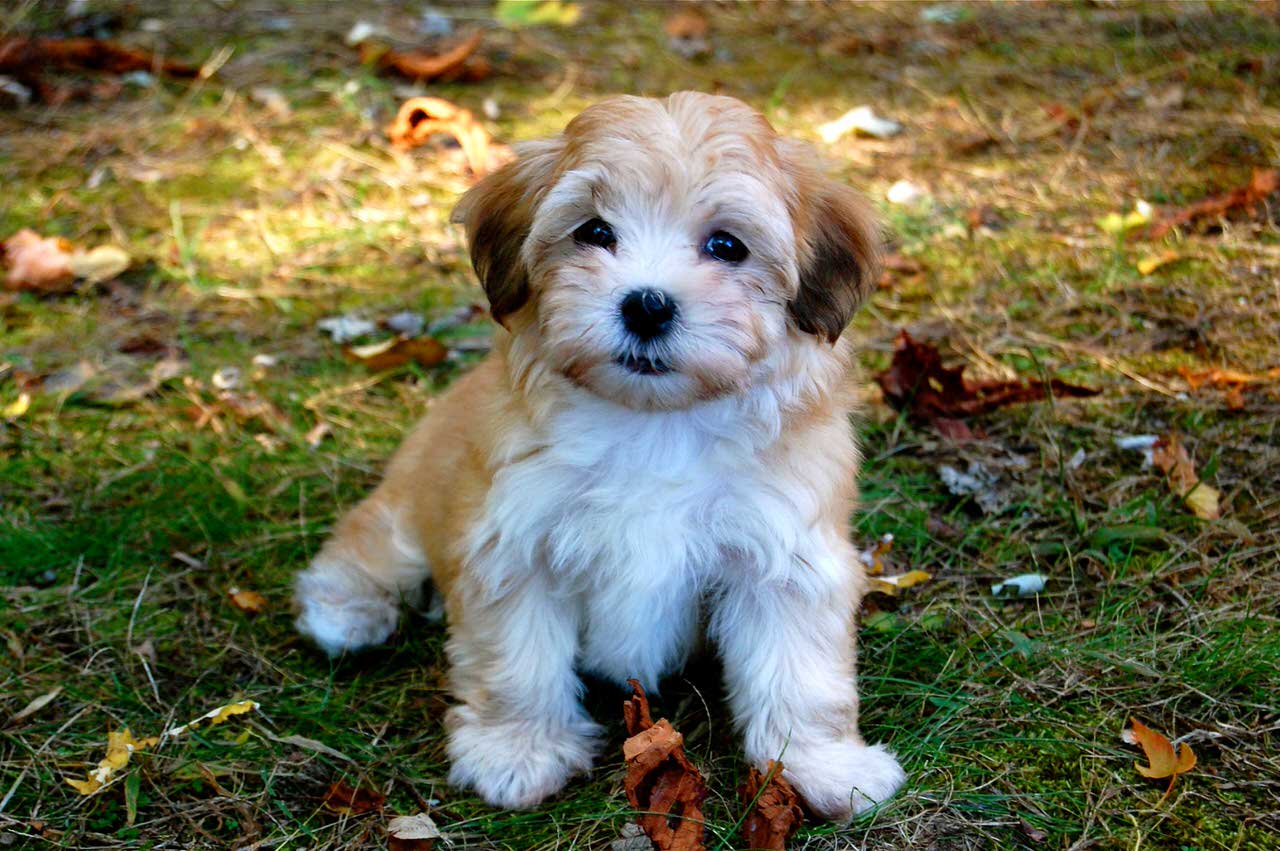 Havanese Dogs and Puppies