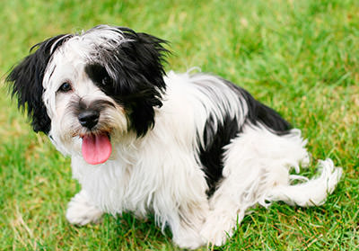 Havanese Dogs and Puppies