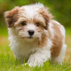 Kase Havanese – Champion Pups Available - Dog Breeders