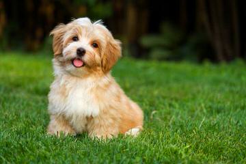 A Littlehaven Of Havanese Ckc Registered Breeder & Certified - Dog Breeders