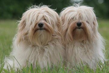 Moorea Havanese - Dog Breeders