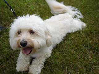 Sweet Dreams Havanese - Dog and Puppy Pictures