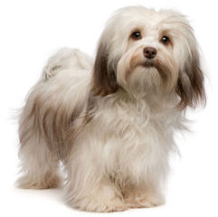 HOMEGROWN HAVANESE - Dog Breeders