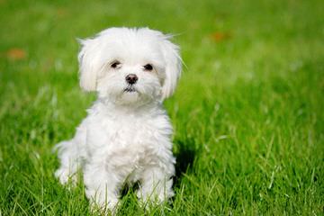 Hummingbird havanese - Dog Breeders