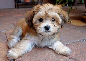 Ahavapicaro Havanese And Bolonkas - Dog and Puppy Pictures