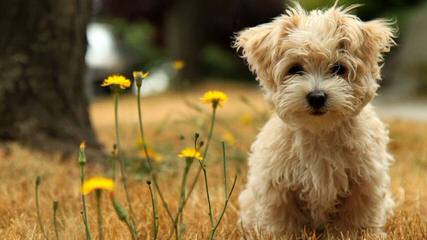 Fancy That Havanese - Dog and Puppy Pictures