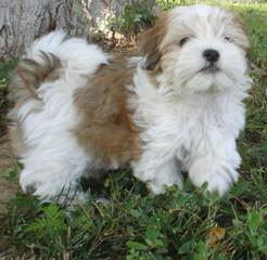 B F Havanese - Dog Breeders