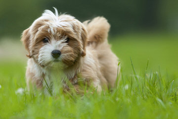 Fausthouse Happy Havanese - Dog Breeders